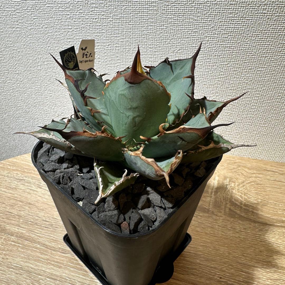 アガベ　g14 アルテミス　ヤンチェン