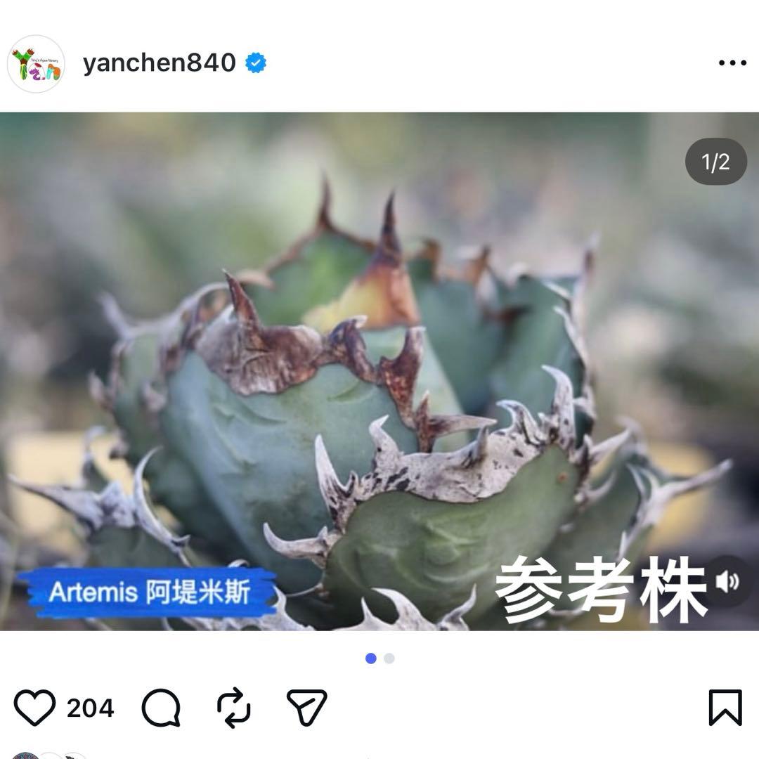 アガベ　g14 アルテミス　ヤンチェン