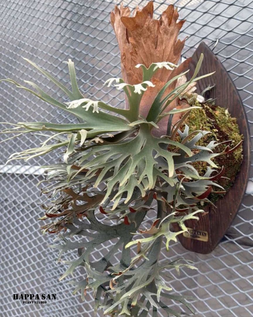 P. willinckii Aysun × Golden Boy ②