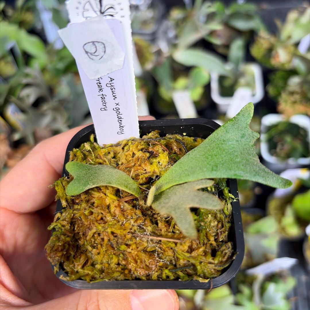 P. willinckii Aysun × Golden Boy ②