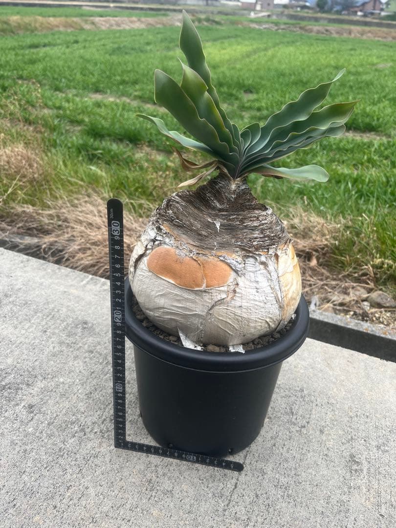 美株　ブーファン　ハエマンソイデス　鉢ごと発送　発根済