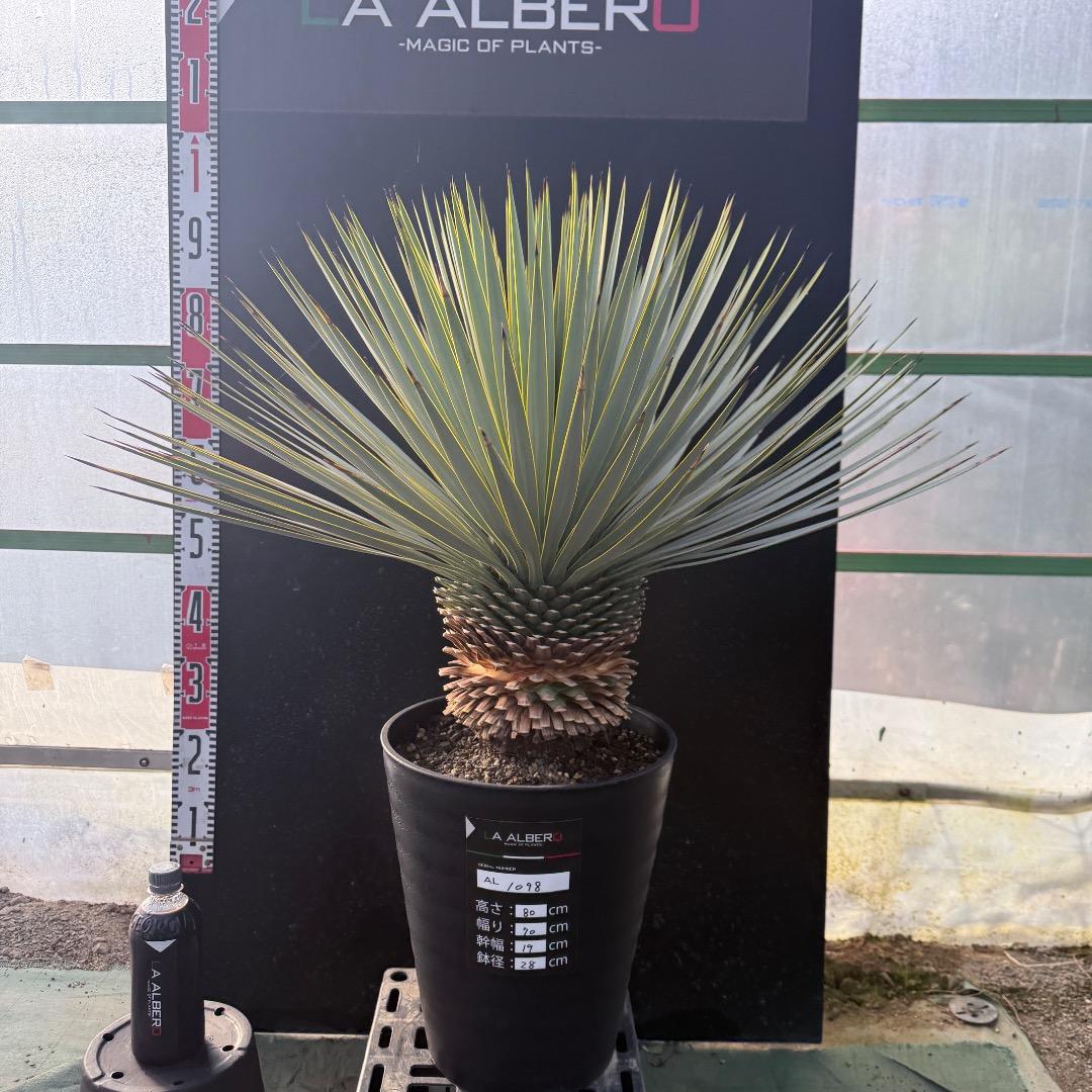 じ*も様 【AL1098】ユッカ　ロストラータ　美形　ホワイト個体