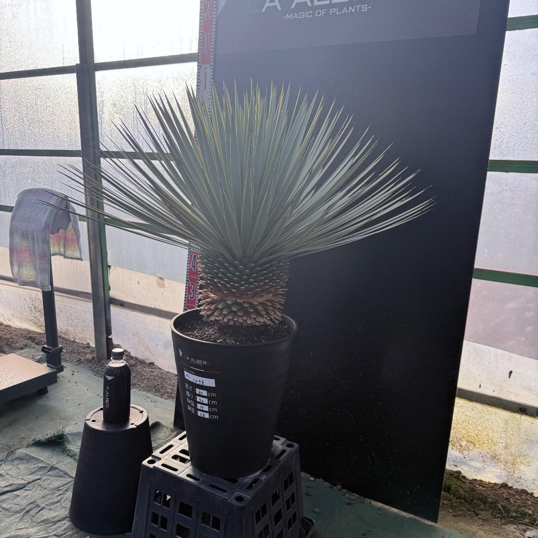 じ*も様 【AL1098】ユッカ　ロストラータ　美形　ホワイト個体