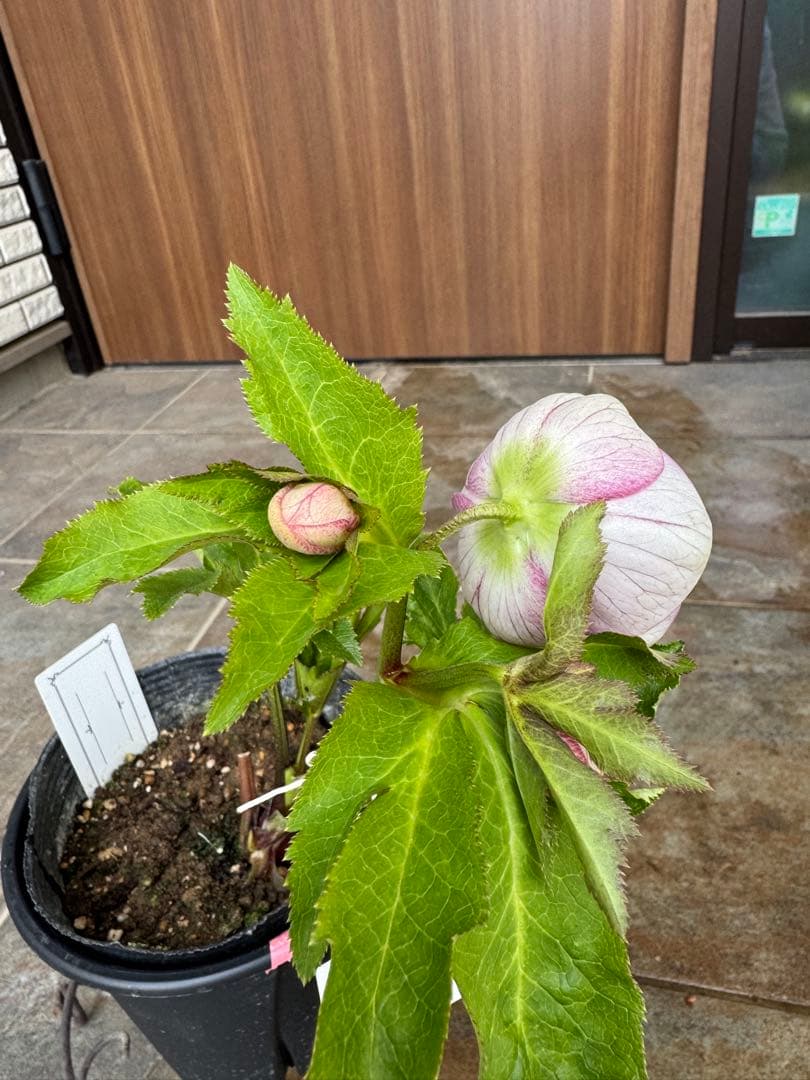 クリスマスローズ　パステリッシュストレイン（濃）