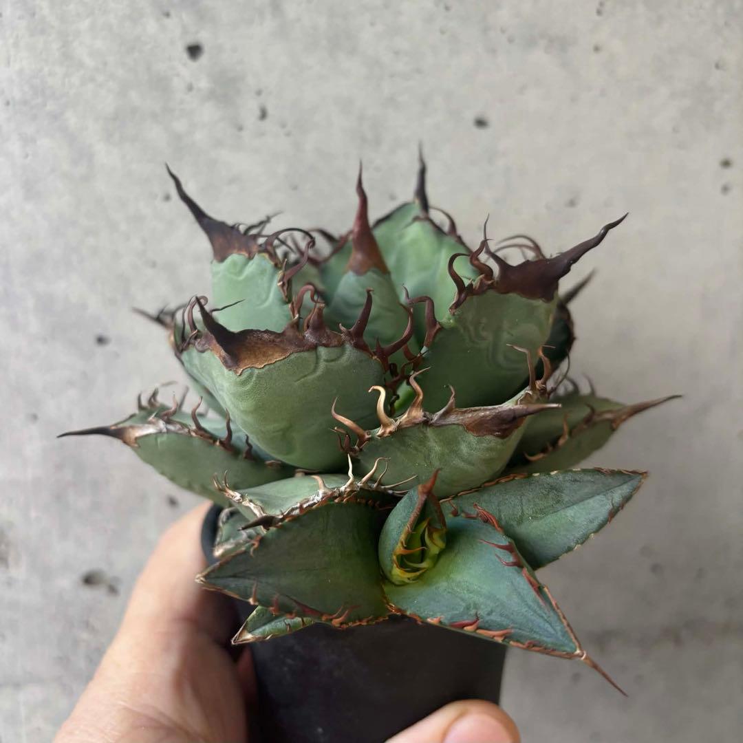 アガベ　オテロイ　実生　選抜　子株付き