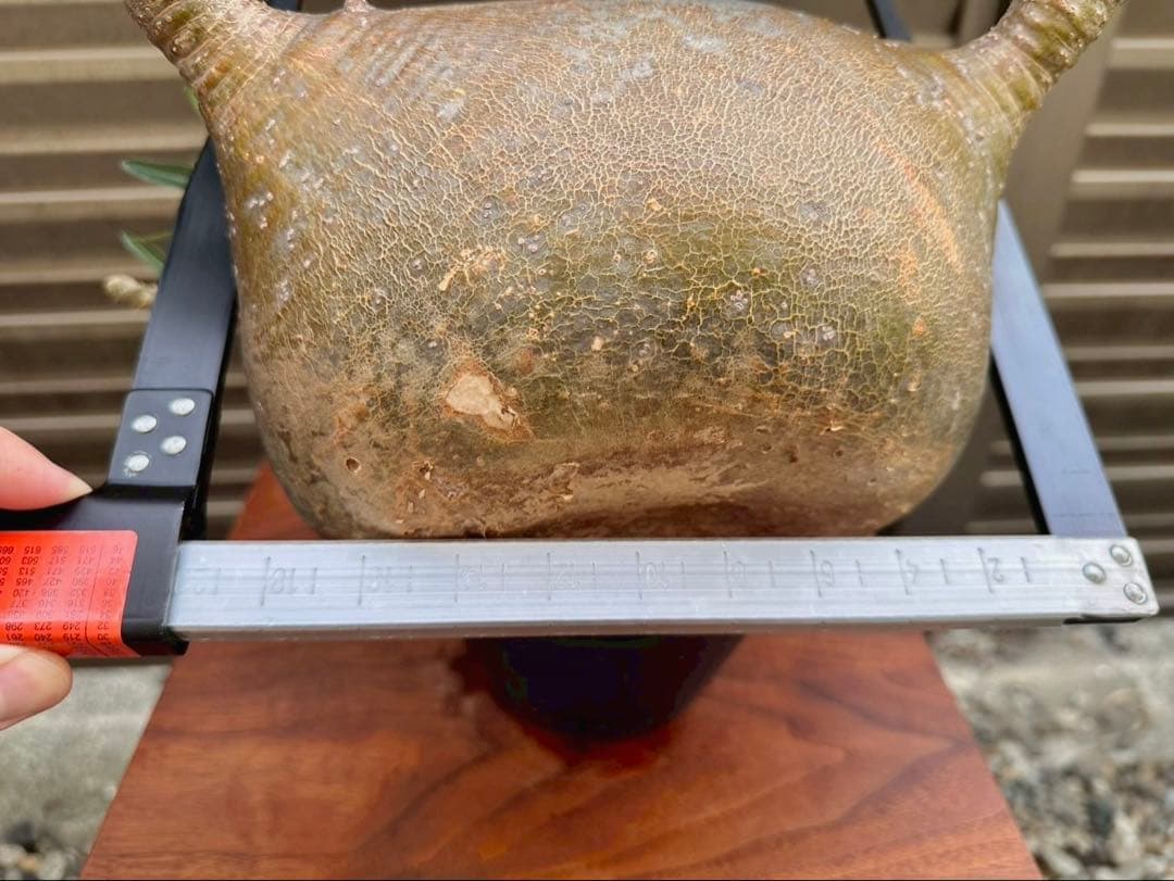 パキポディウム グラキリス 特大20cm コレクション 冬支度特価