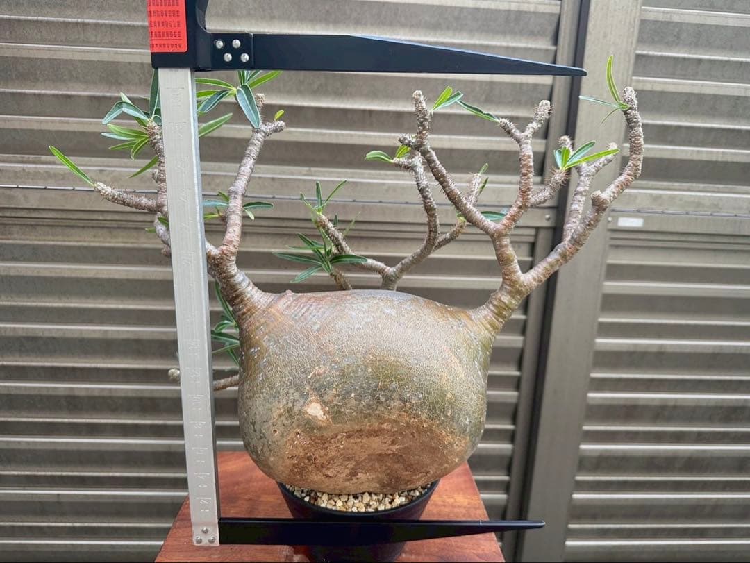 パキポディウム グラキリス 特大20cm コレクション 冬支度特価