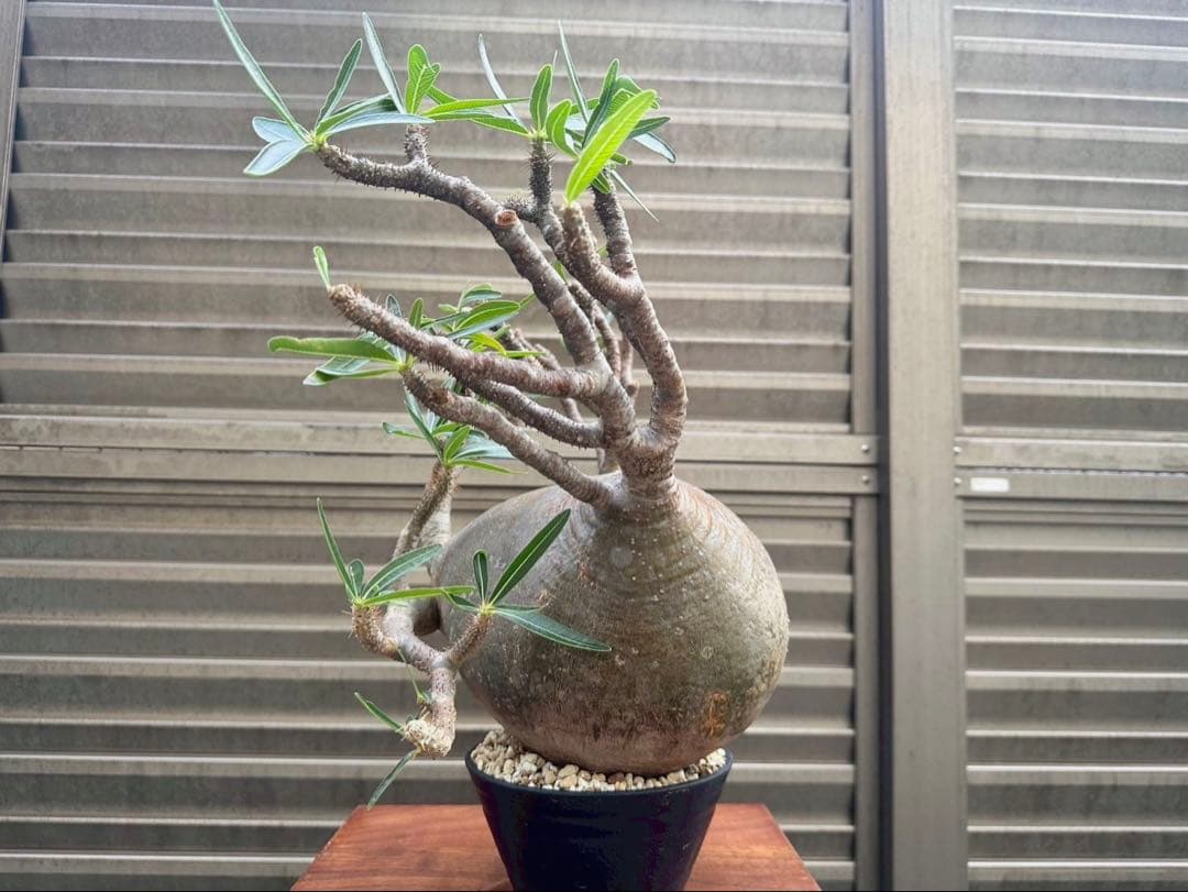 パキポディウム グラキリス 特大20cm コレクション 冬支度特価