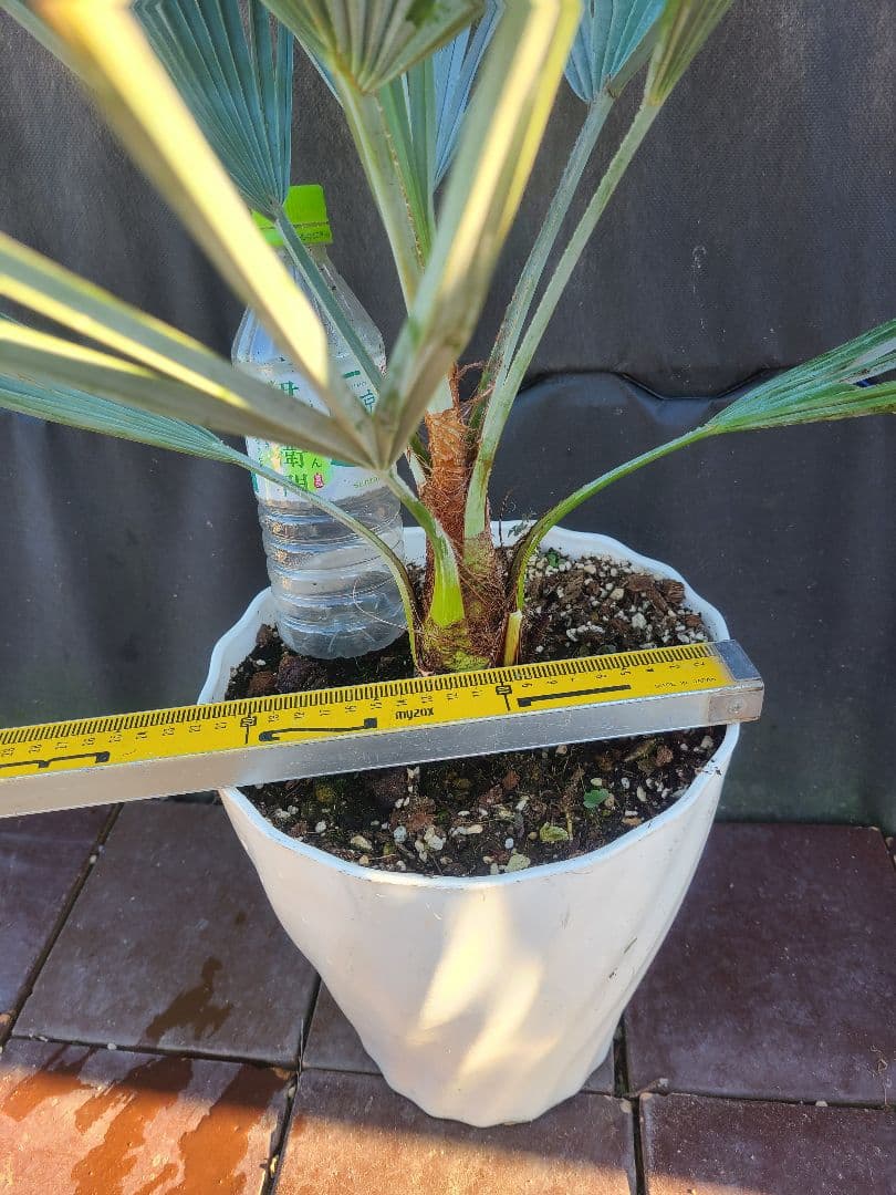W3希少耐寒性ヤシ ブラヘア アルマータ(ドワーフ)タイプ 8号鉢実生6年生小葉