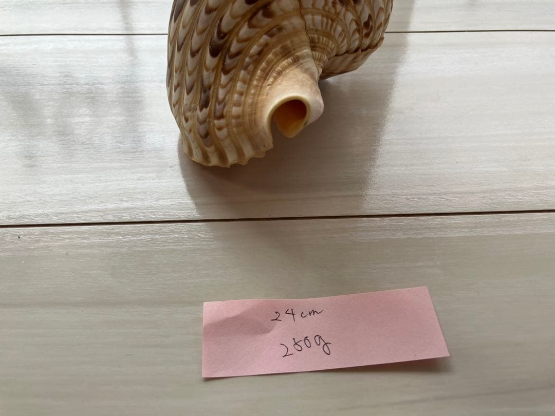 ホラ貝　法螺貝　３個