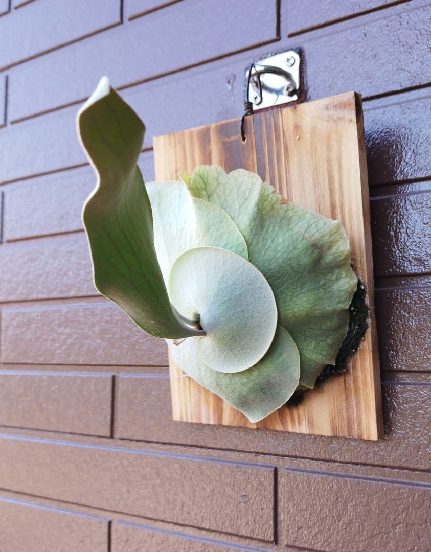 P.ｏｍｏ　株分　 元祖白系ビカクシダ