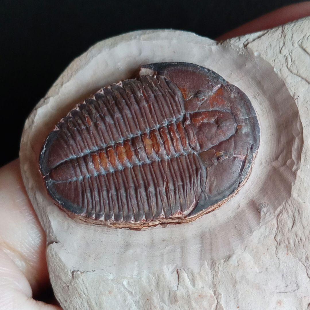 三葉虫　エルラシア　レッド　特大　33mm　ＵＳＡ　完全体　極美麗　極めて希少