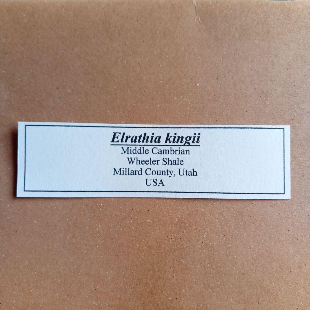 三葉虫　エルラシア　レッド　特大　33mm　ＵＳＡ　完全体　極美麗　極めて希少