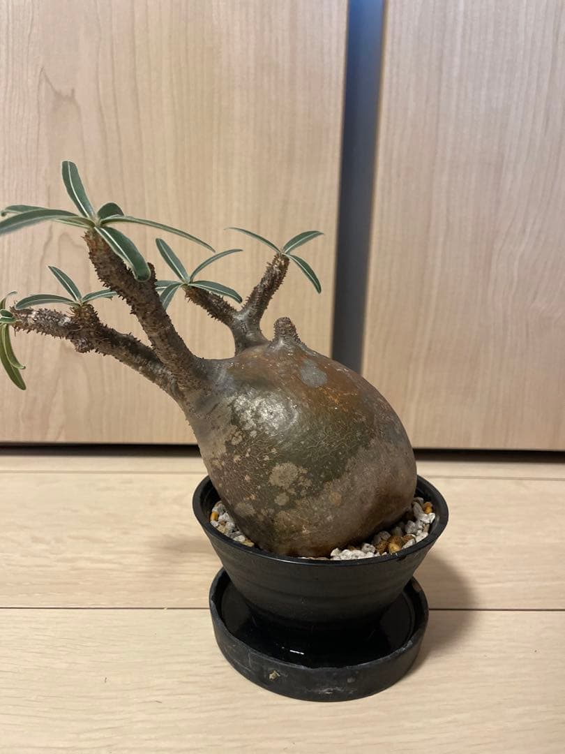 塊根植物 パキポディウム　グラキリス　緑肌　現地球　現地株　発根済み　緑肌