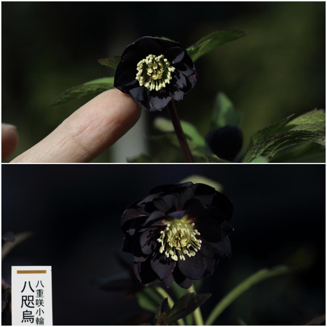 バカ息子と親バカ クリスマスローズ 開花実績株 小苗 セット