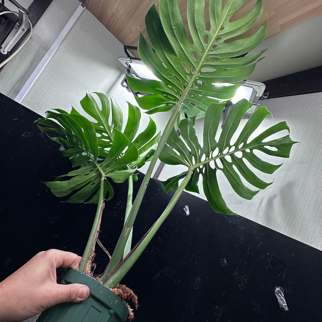 モンステラデリシオーサマクロコズム超希少系統鉢植え103㎝