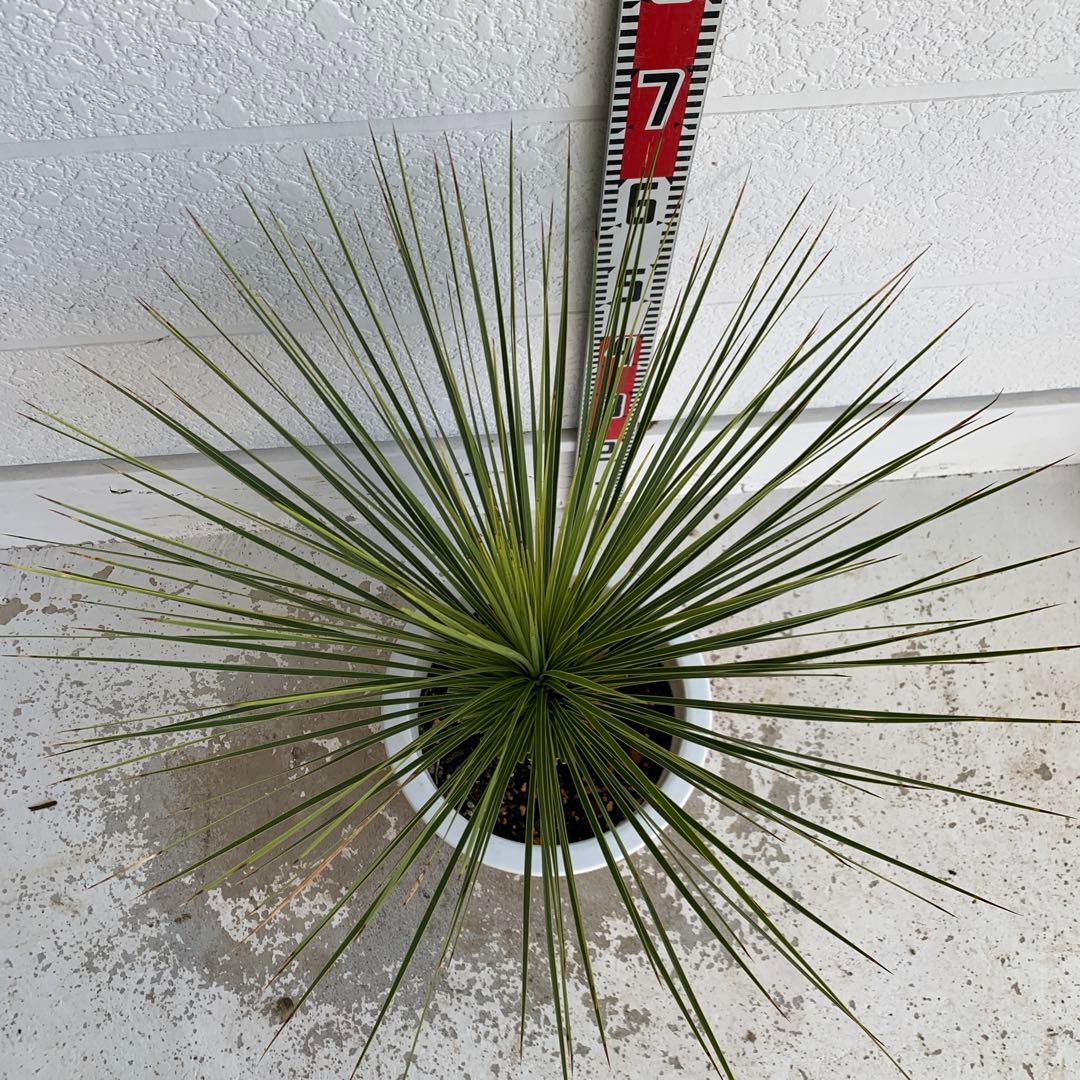 ユッカ　トンプソニアーナ　【鉢植え/ドライガーデン/ロストラータ】32