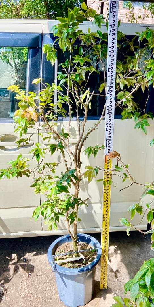 タイムサービス中・実付　ジャボチカバ　ミゥーダ　四季咲　大葉系