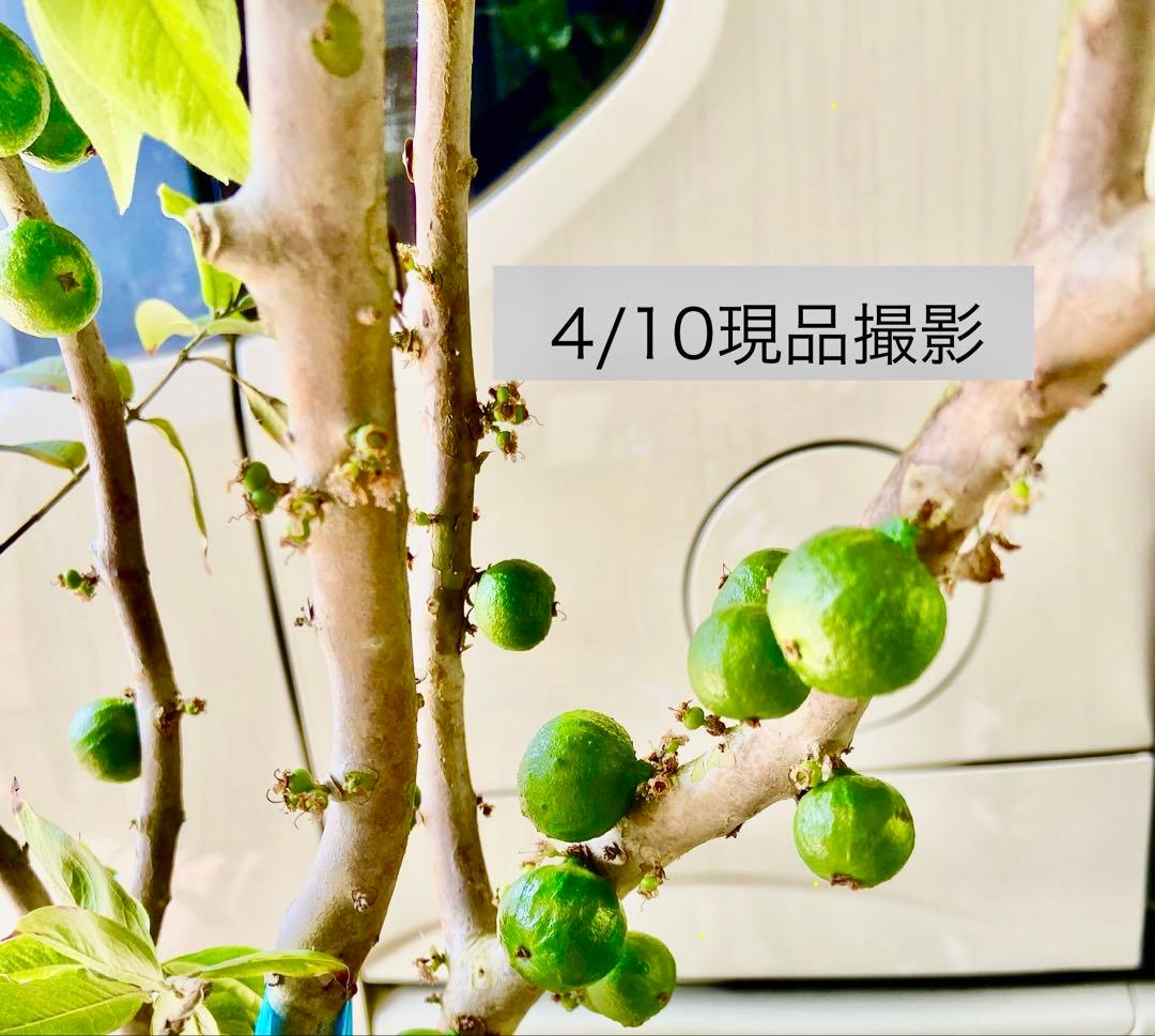 タイムサービス中・実付　ジャボチカバ　ミゥーダ　四季咲　大葉系