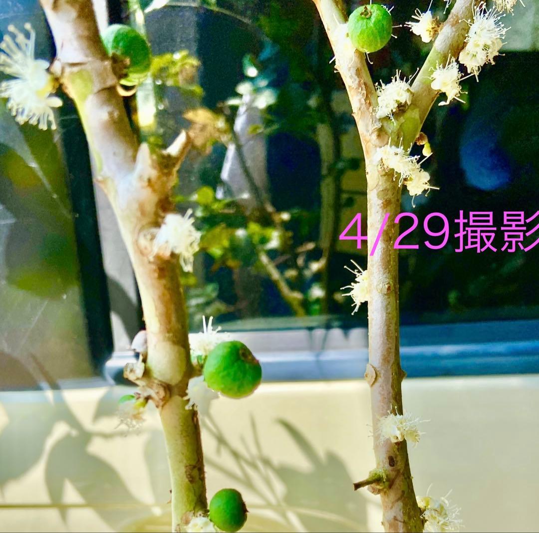 タイムサービス中・実付　ジャボチカバ　ミゥーダ　四季咲　大葉系