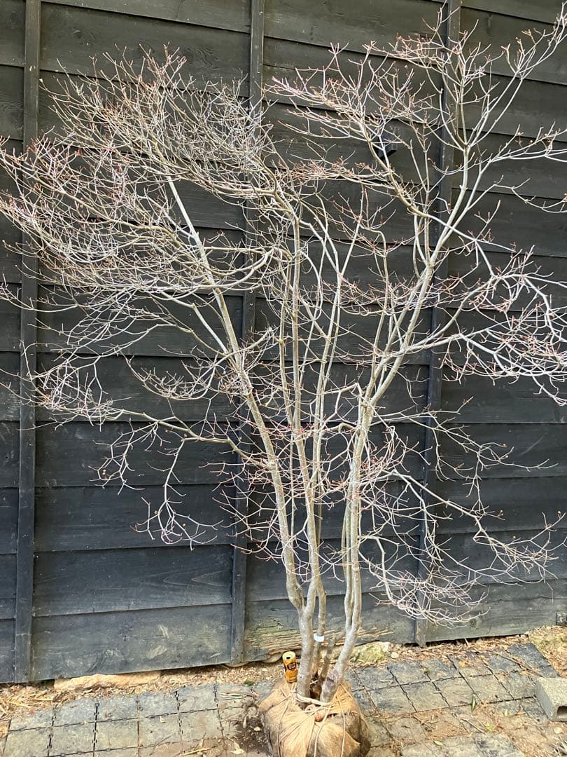 20 山採り　ドウダンツツジ