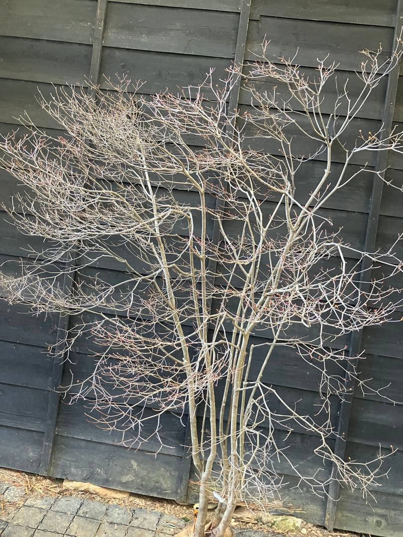 20 山採り　ドウダンツツジ