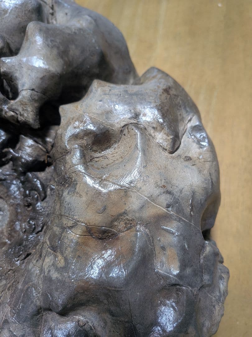 アンモナイト化石 27cm(288)