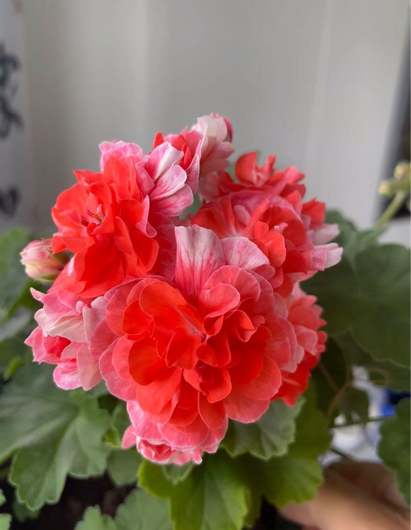 新品珍しいゼラニウム苗