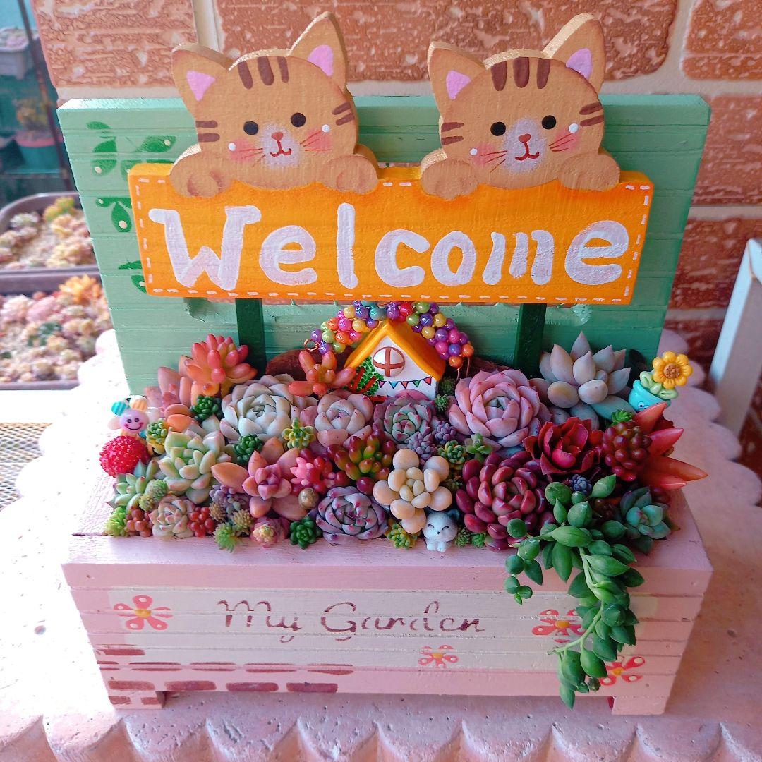 ❤️専用❤️多肉植物❤️そのまま飾れる寄せ植え❤️