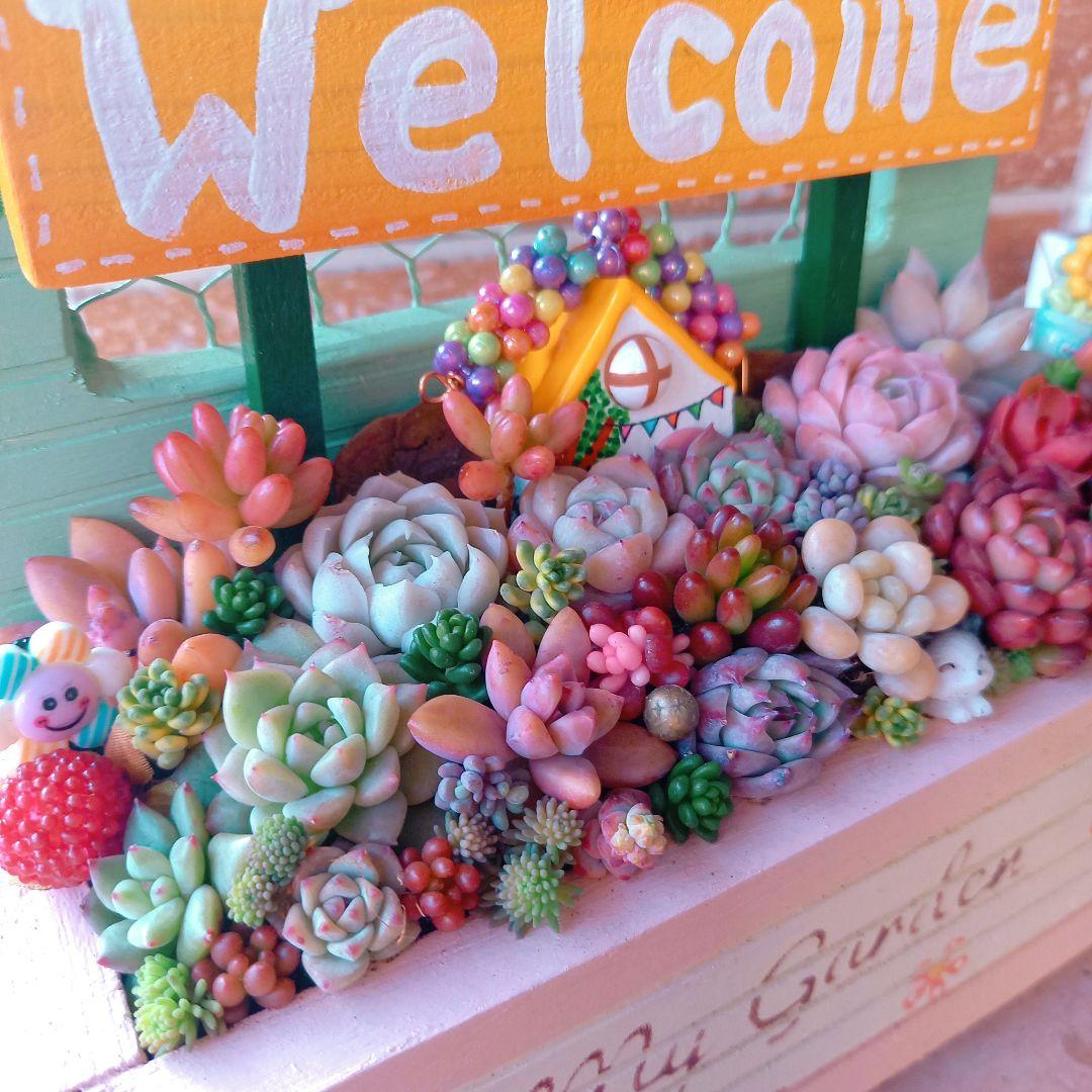 ❤️専用❤️多肉植物❤️そのまま飾れる寄せ植え❤️