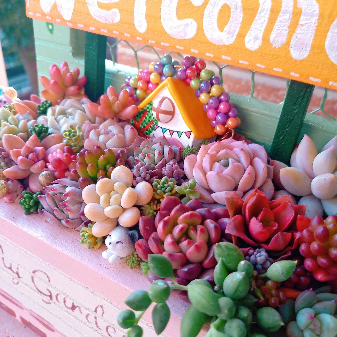 ❤️専用❤️多肉植物❤️そのまま飾れる寄せ植え❤️