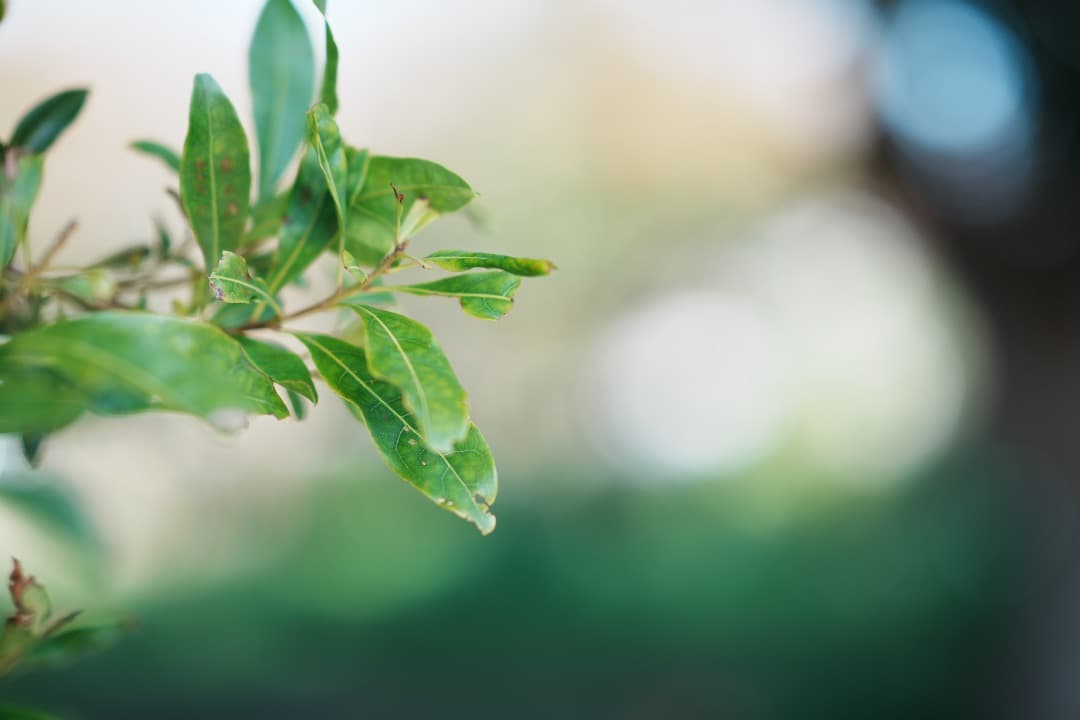 【極美品】Sony Gマスター SEL85F14GM 85mm F1.4 ボケ王