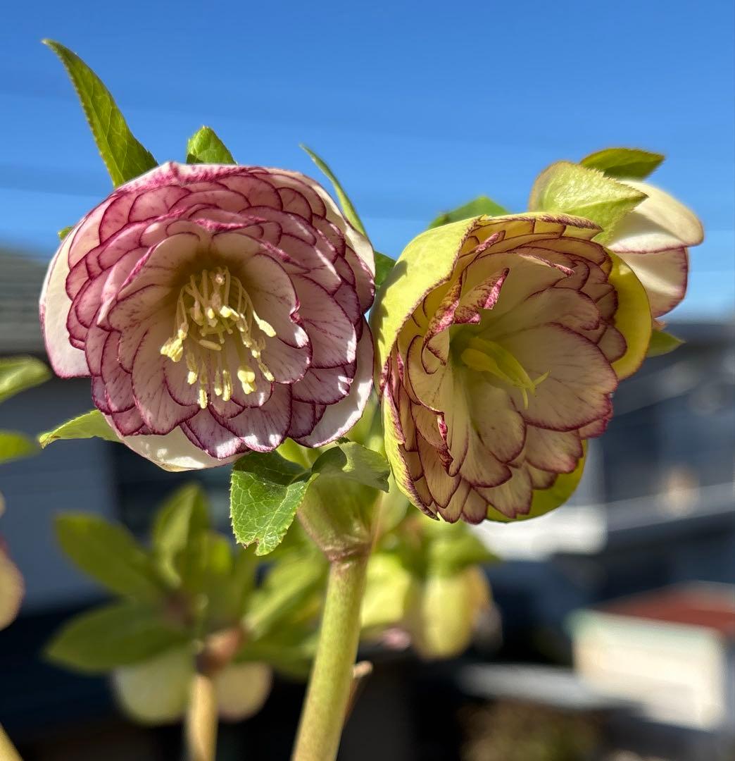 花 yama