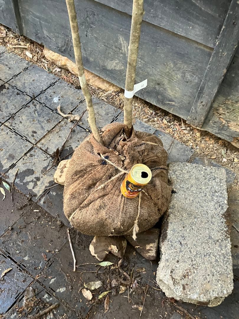 20 山採り　アオダモ