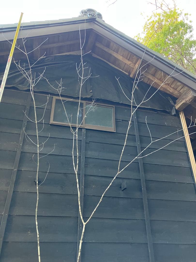 20 山採り　アオダモ