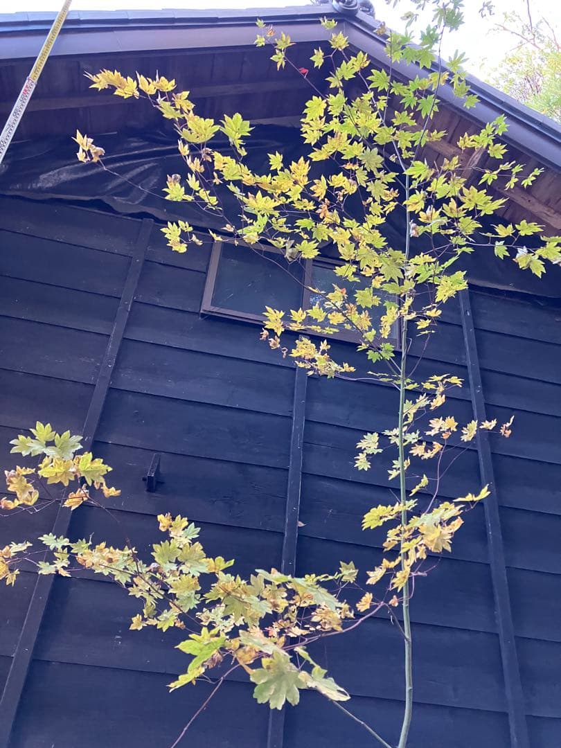 101 山採り　コハウチワカエデ