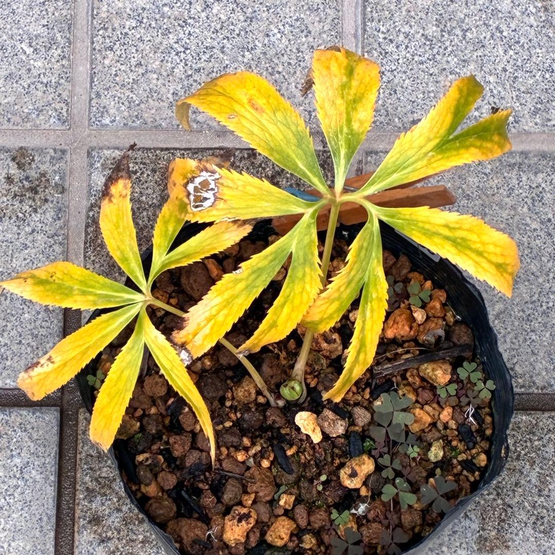 ラ*ク様 3336⭐️hercegovinusオーレア⭐️超小輪⭐️コロコロ⭐️