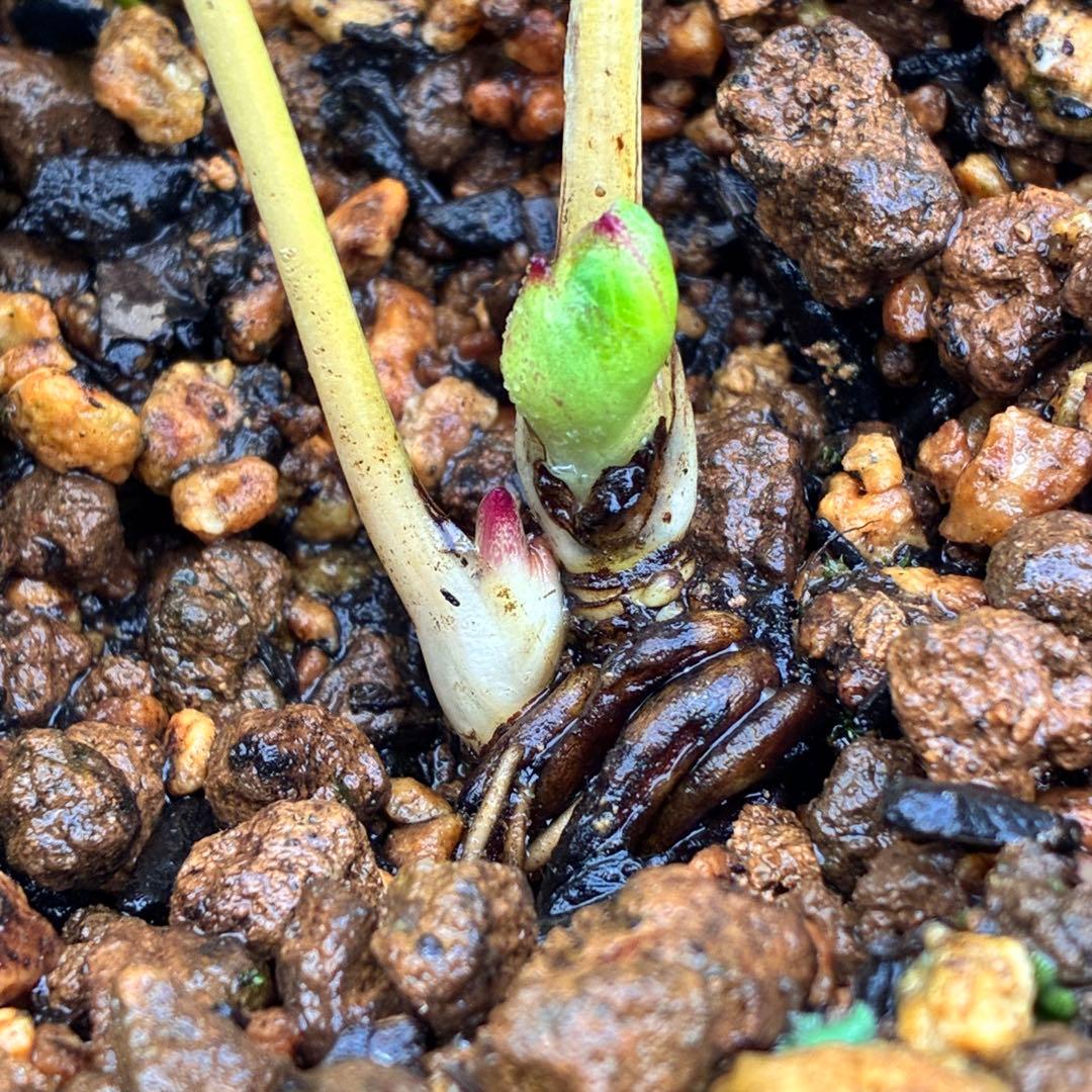 ラ*ク様 3336⭐️hercegovinusオーレア⭐️超小輪⭐️コロコロ⭐️