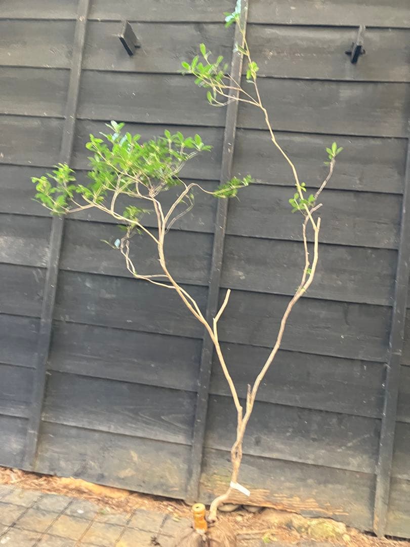 41 山採り　アセビ