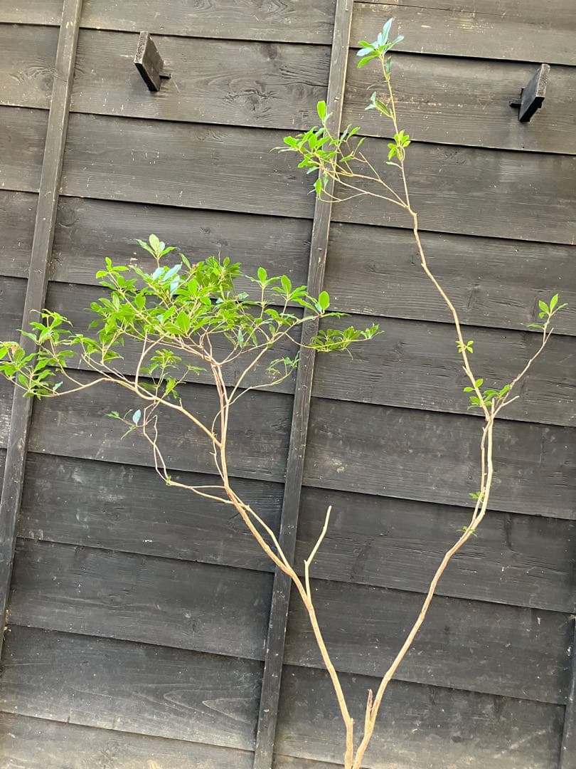 41 山採り　アセビ