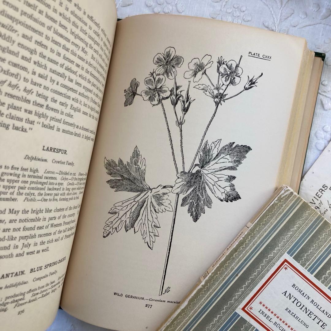 ★SALE★L809 洋書古書 1906年発行雰囲気たっぷりアンティーク植物図鑑
