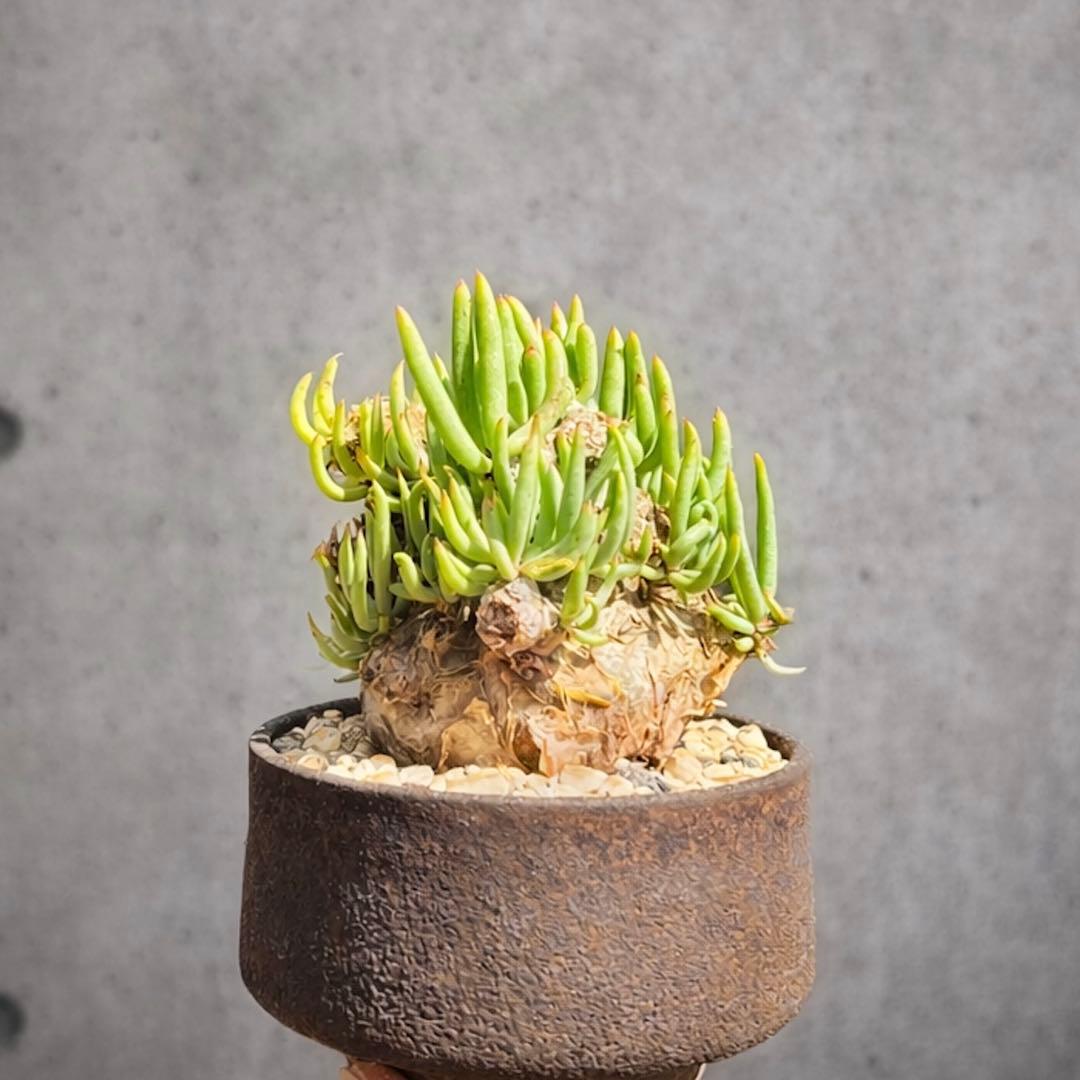 チレコドンぺアルソニー　白象　鉢付き