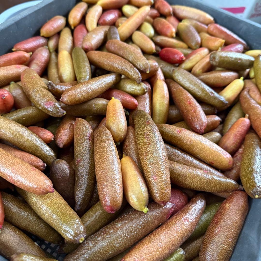 フィンガーライム　お問い合わせ　柑橘　レモン　ライム