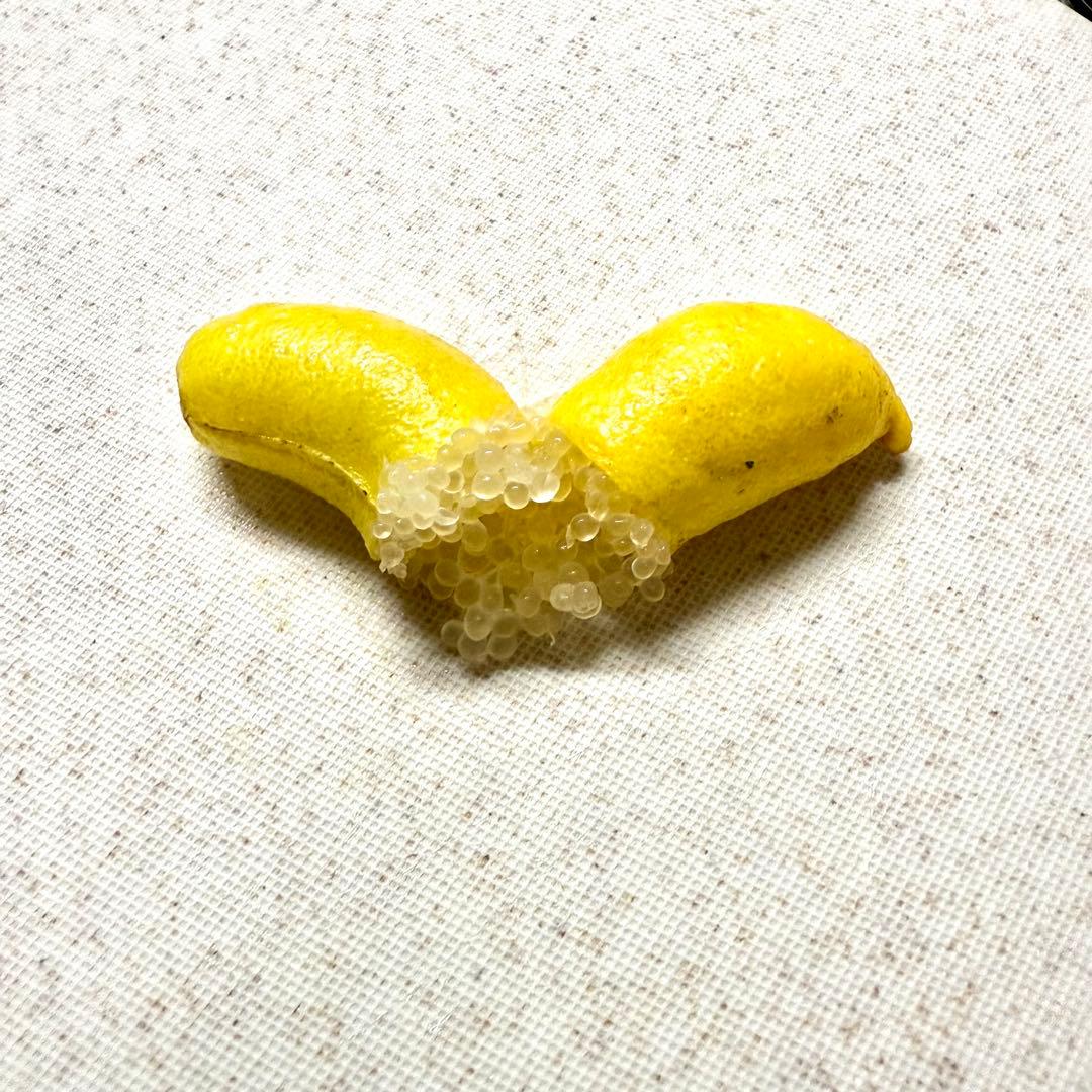 フィンガーライム　お問い合わせ　柑橘　レモン　ライム