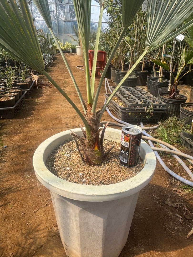 ブラヘア アルマータ　10号