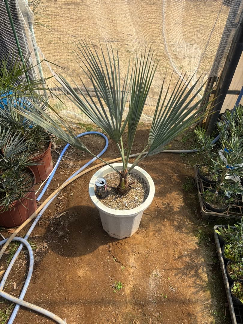 ブラヘア アルマータ　10号