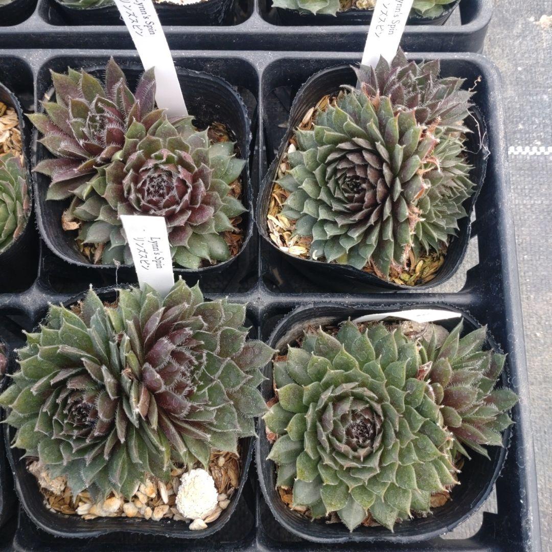 1ポット410円〜 センペルビウム26年1月 その12