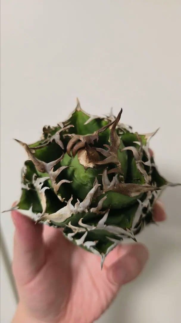 【親株】アガベ チタノタ 皇冠 lize産