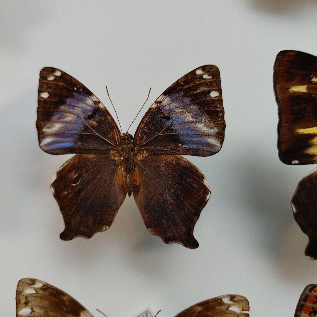 蝶の標本　　「値引き」ヤイロタテハ　フランキヤイロタテハ