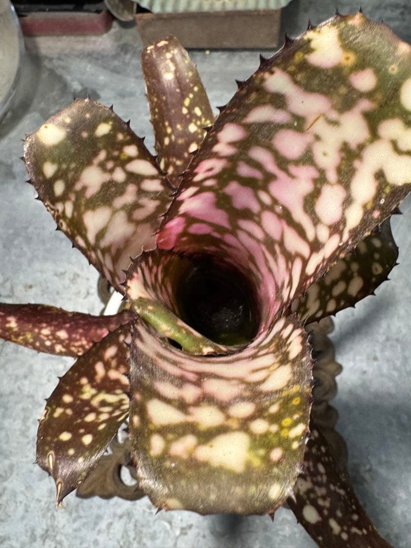 ブロメリア・エアープランツ Billbergia 'Kolan